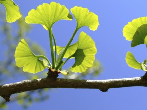 Ginkgo biloba 