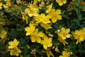 Hypericum, neboli třezalka