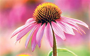 Echinacea číli třapatka