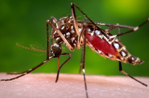 Samička komára  Aedes aegypti. Žádný mutant, normální hmyz, na který je ale v Česku příliš chladno. Foto: CDC